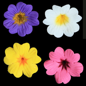 390400 Primula Flower - Assorted Colors